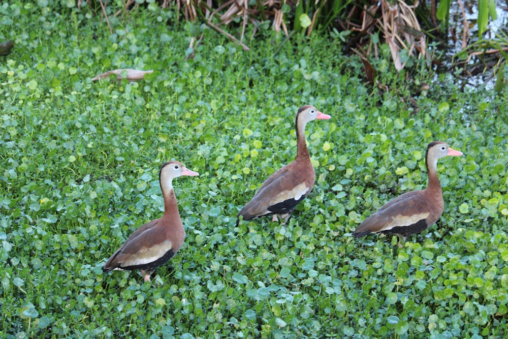 three ducks are walking in the grass together