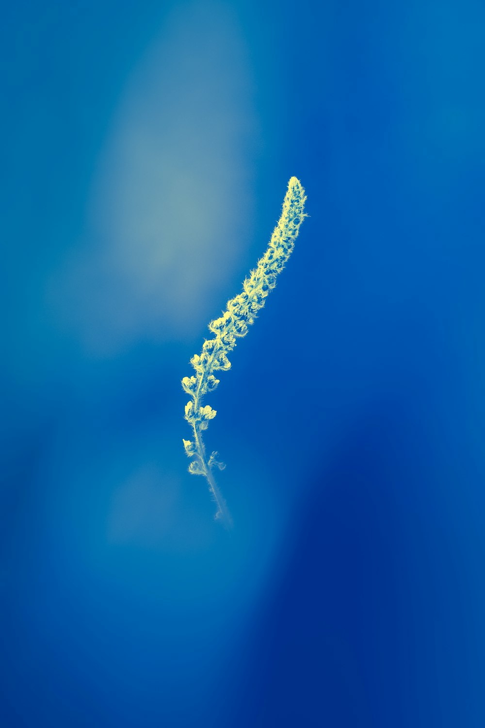 a close up of a plant on a blue background