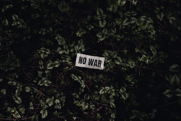 A piece of paper with the words 'NO WAR' printed on it is placed amidst a bed of green foliage. The leaves are densely packed, and the lighting is dim, creating a somber atmosphere.