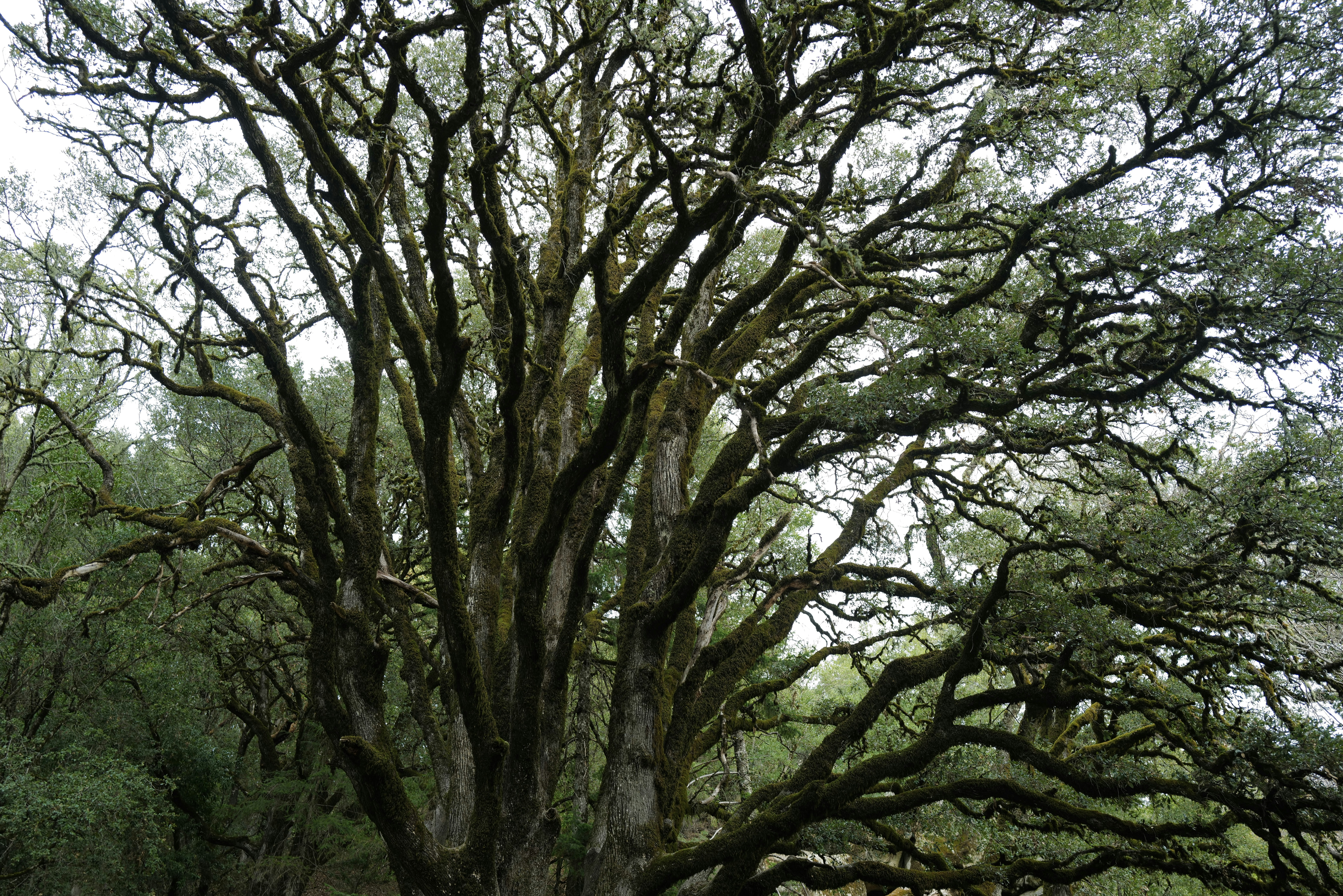 Photo by mostlycogent