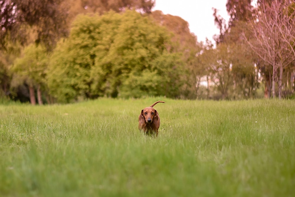 a dog that is standing in the grass