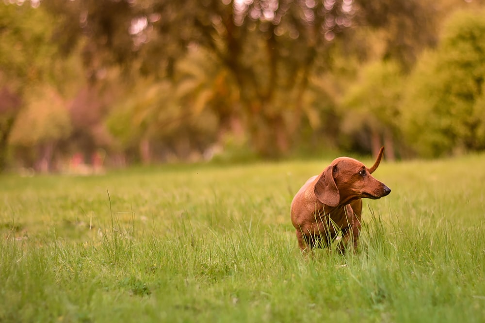 a brown dog sitting in the middle of a lush green field