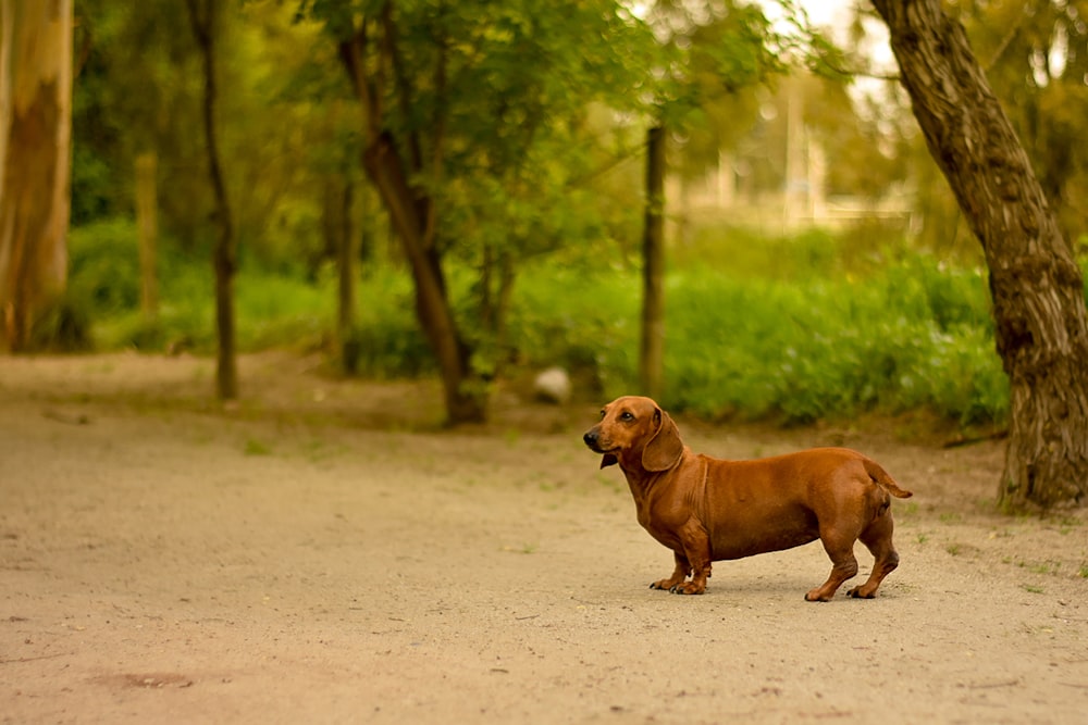 um cão marrom em pé no meio de uma floresta
