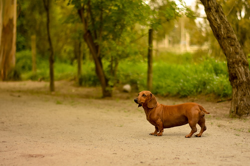 a brown dog standing in the middle of a forest