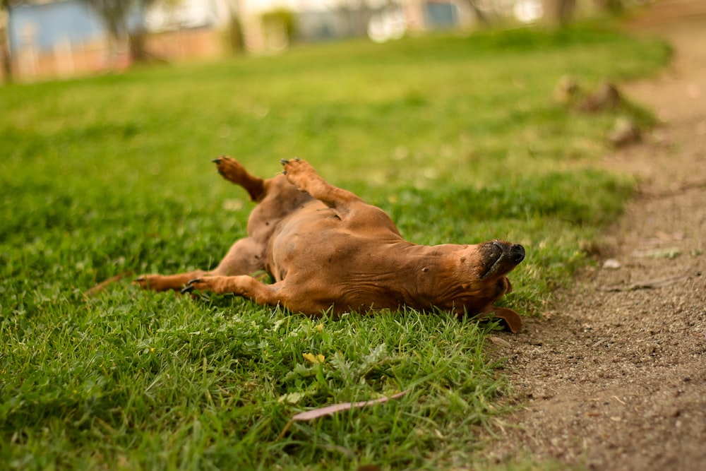 a brown dog rolling around in the grass