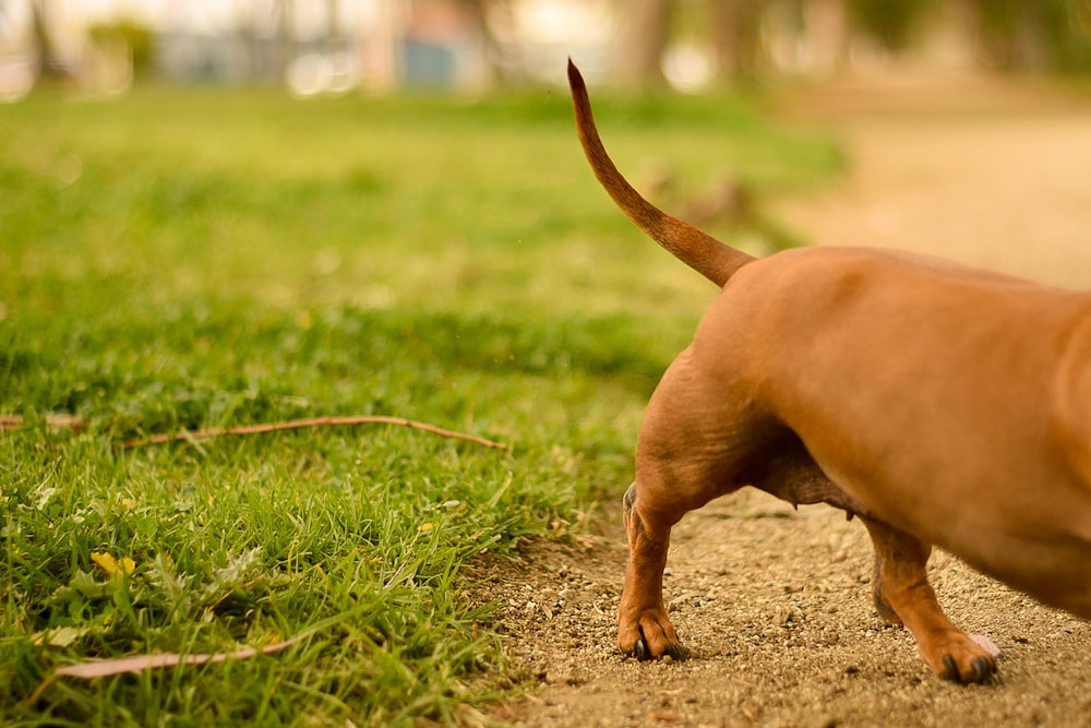 a brown dog walking across a grass covered field