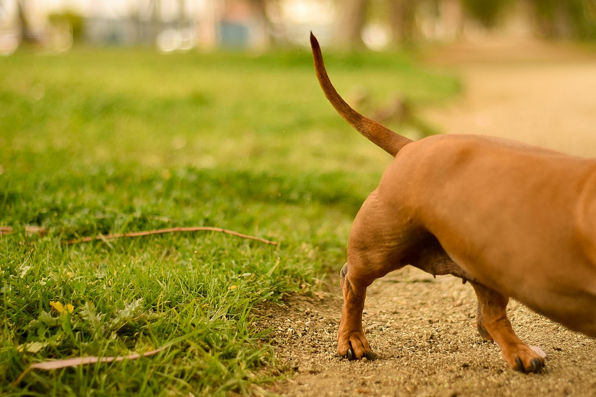 Dachshund caminhando na grama durante passeio
