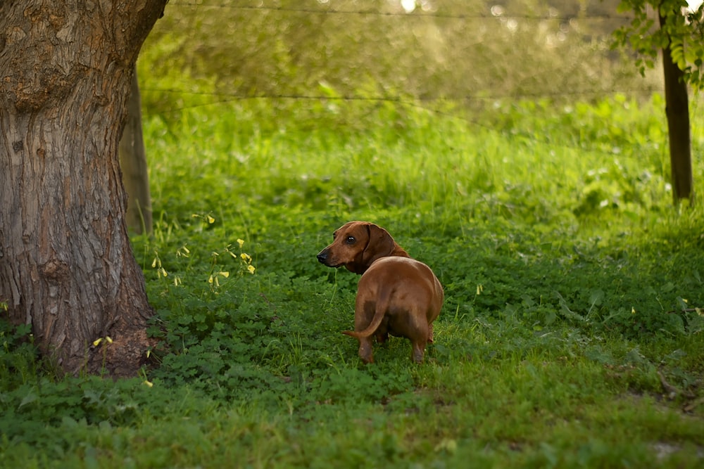 a brown dog standing next to a tree on a lush green field