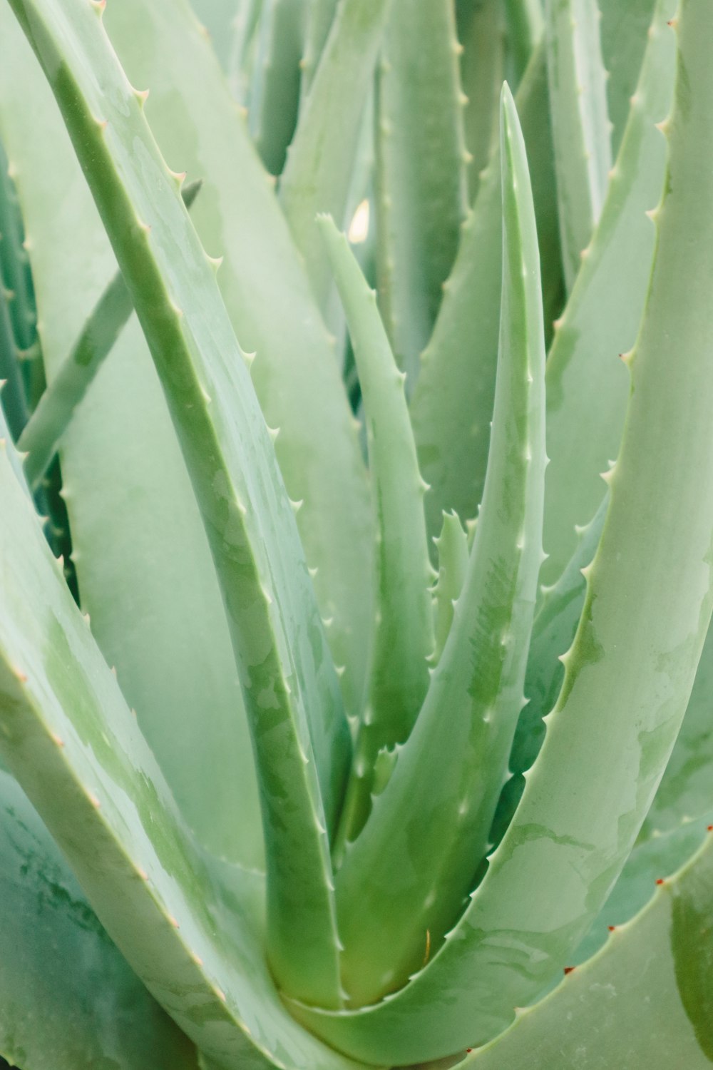 a close up of a plant with green leaves