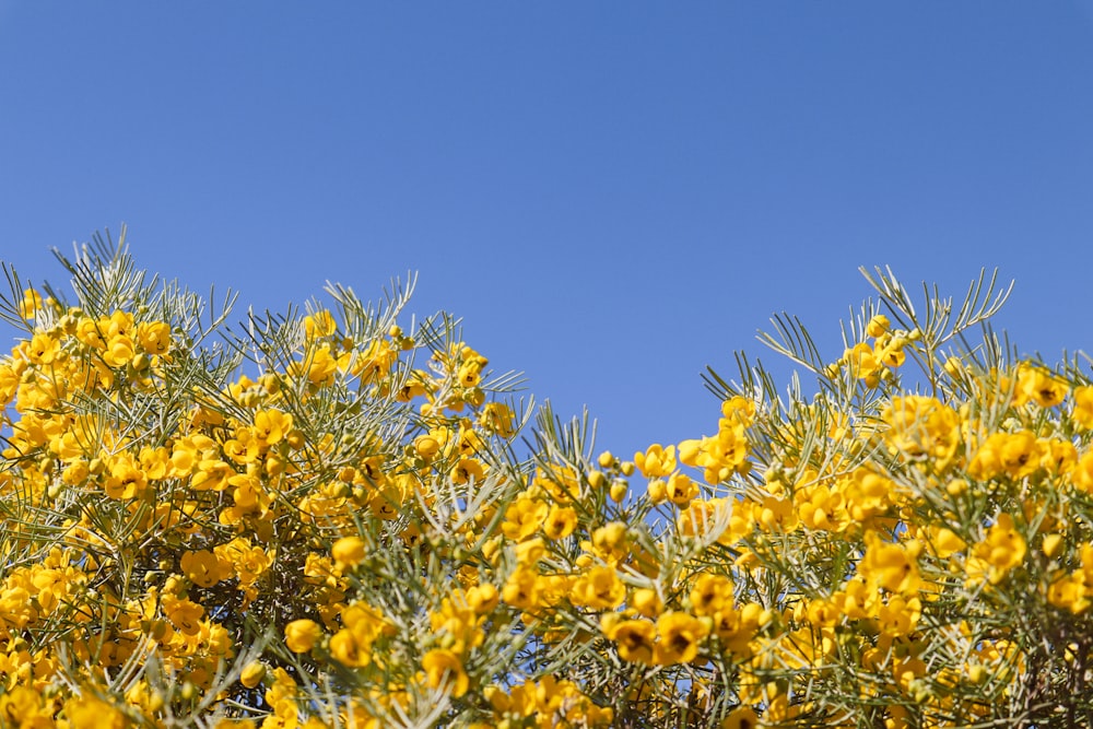 a bush with yellow flowers in the foreground and a blue sky in the background