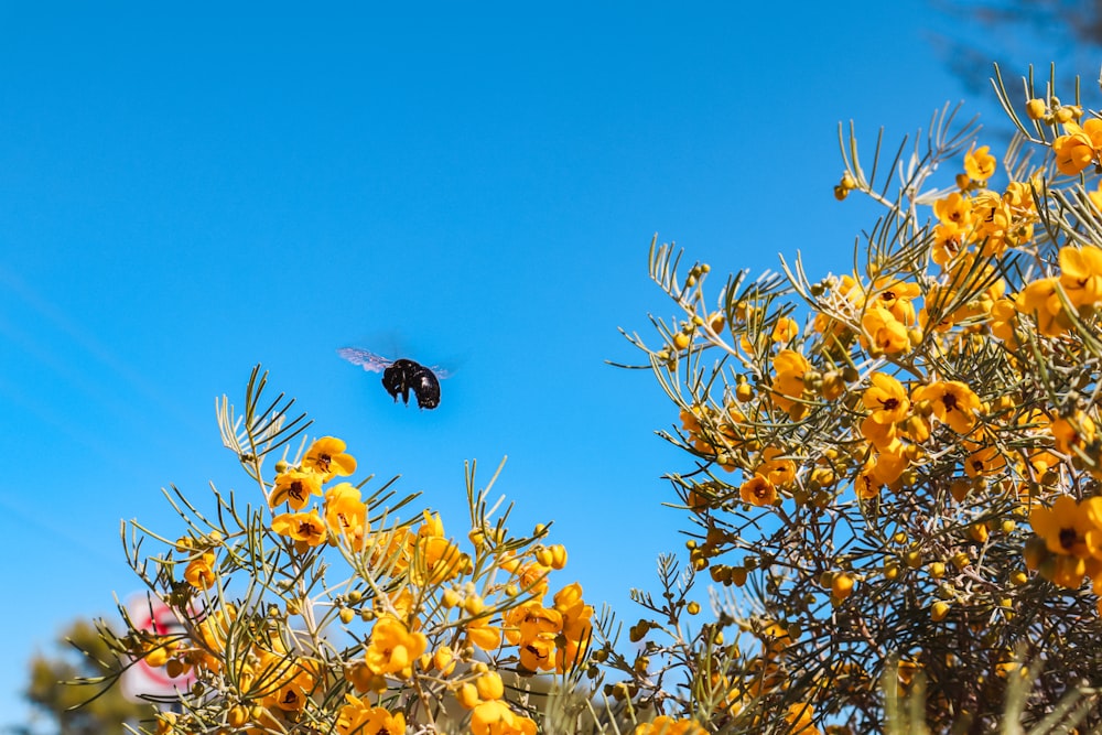 a bee flying in the air over a tree filled with yellow flowers