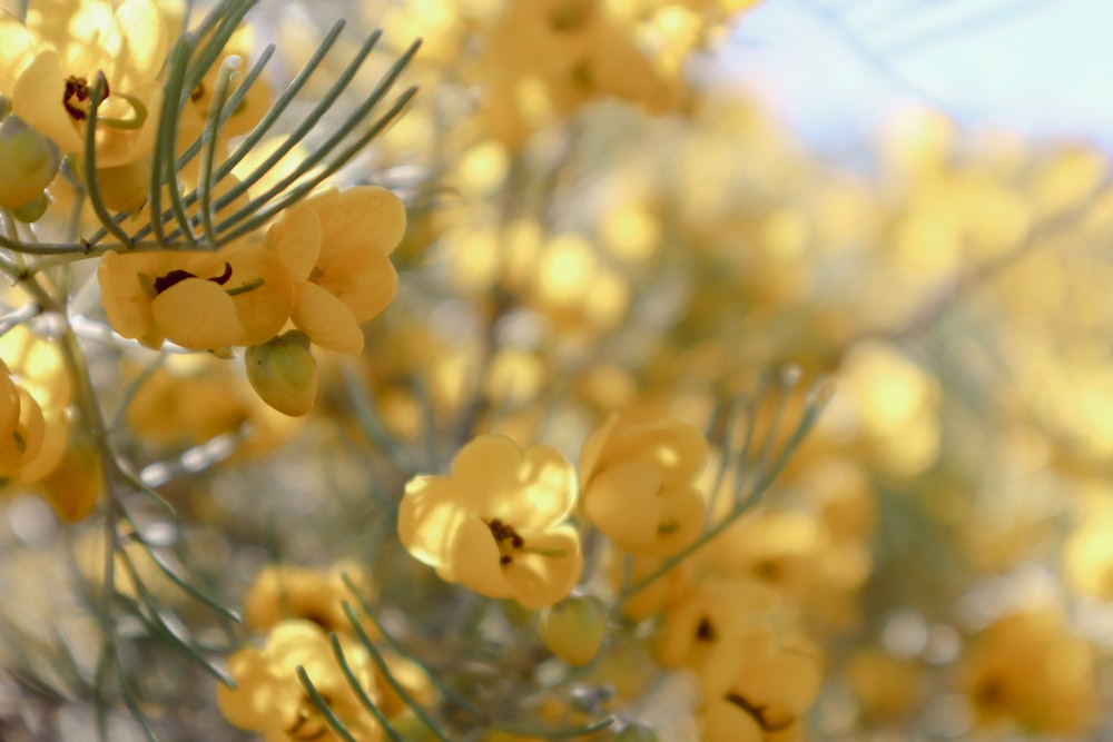 a close up of a tree with yellow flowers