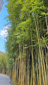 A dense cluster of tall bamboo stalks stretches upwards beside a winding concrete path. The bamboo is lush with vibrant green leaves, and the golden-brown stalks stand closely packed together. A clear blue sky with a few white clouds is visible in the background, partly hidden by the bamboo on the left side.