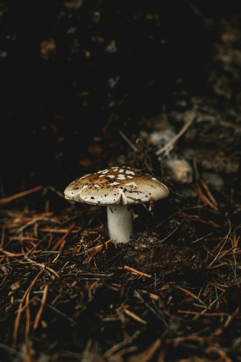 um pequeno cogumelo branco sentado no chão