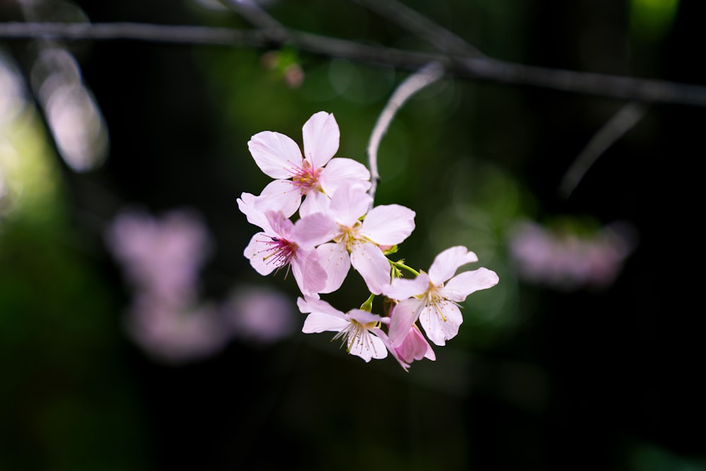 a close up of some pink flowers on a branch