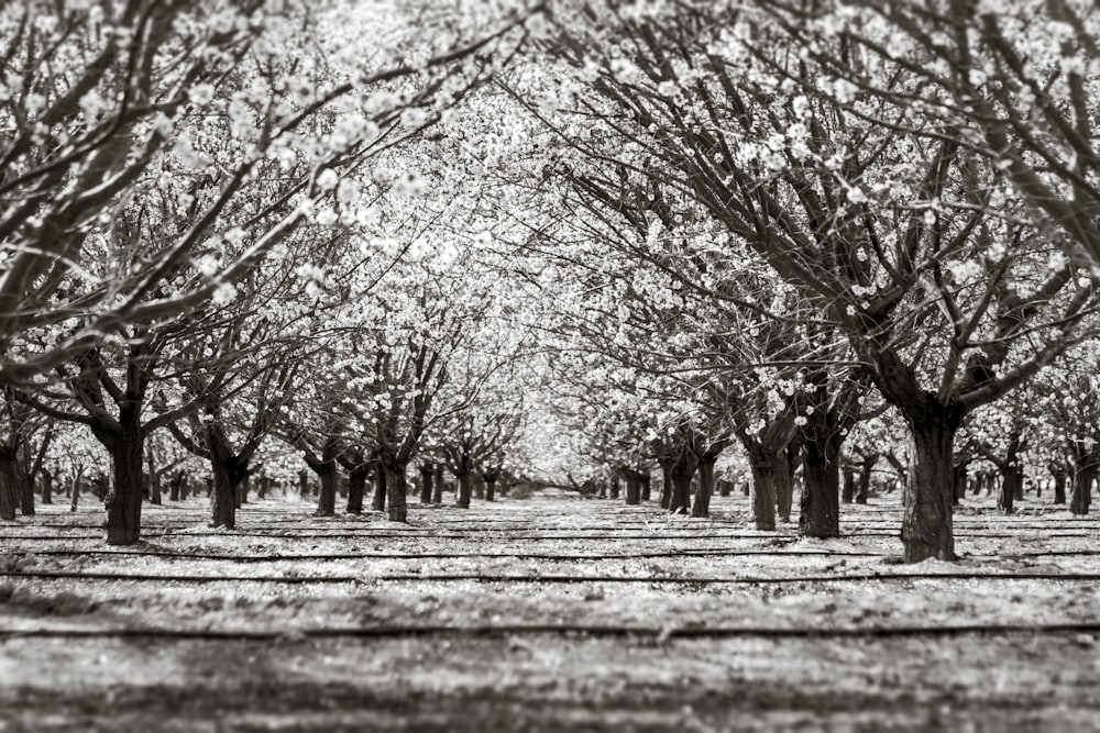 a black and white photo of a row of trees