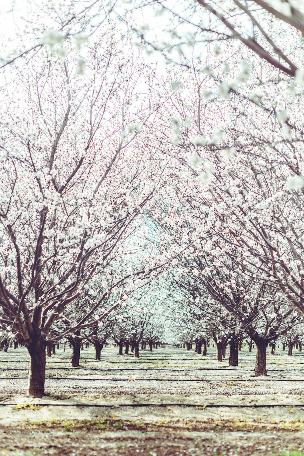 a row of trees with pink flowers on them