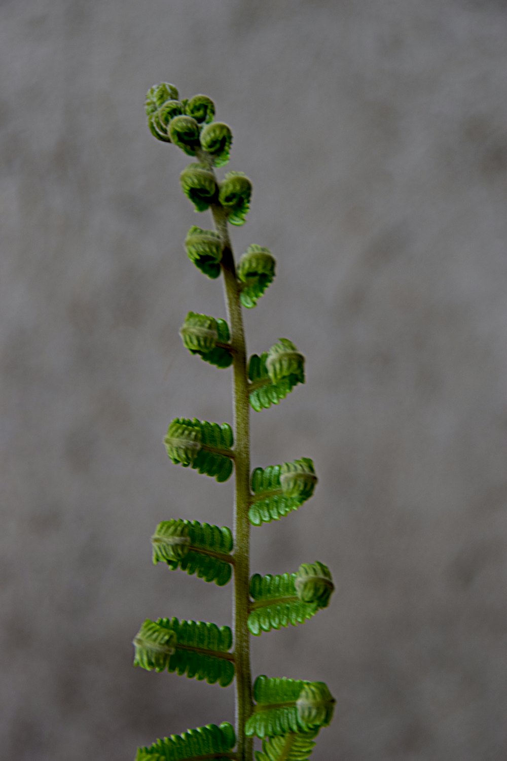 a plant that is growing out of a vase