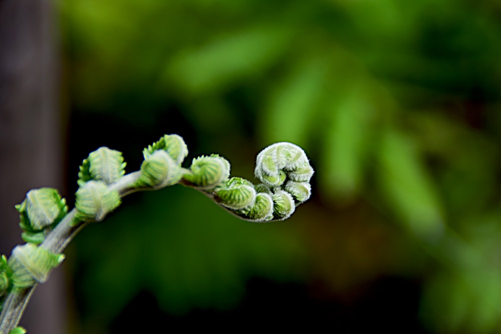 a close up of a plant with leaves in the background