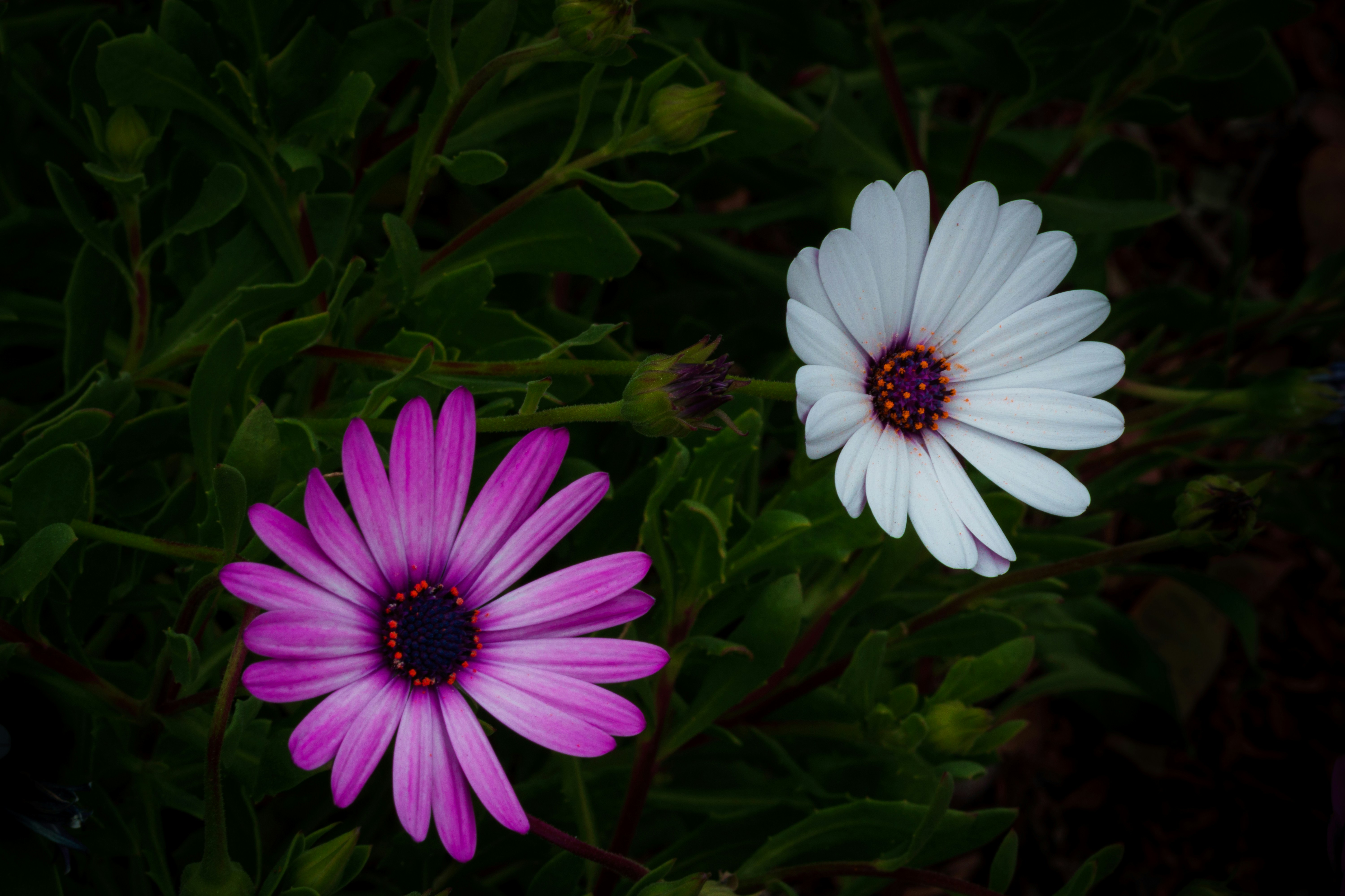 Photo by earl_plannerzone