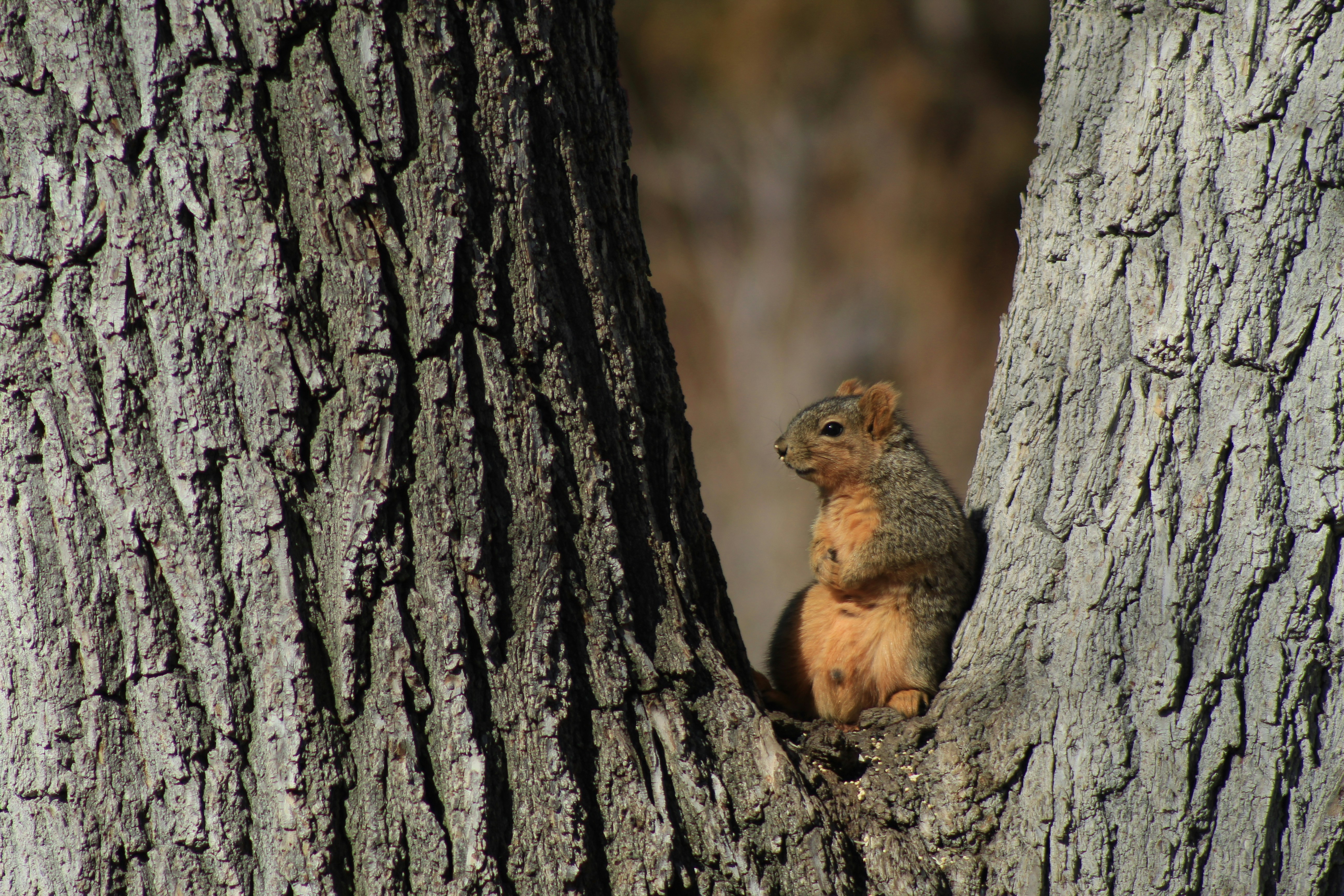 a squirrel sitting on the side of a tree trunk