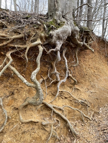 a tree that is growing out of the ground