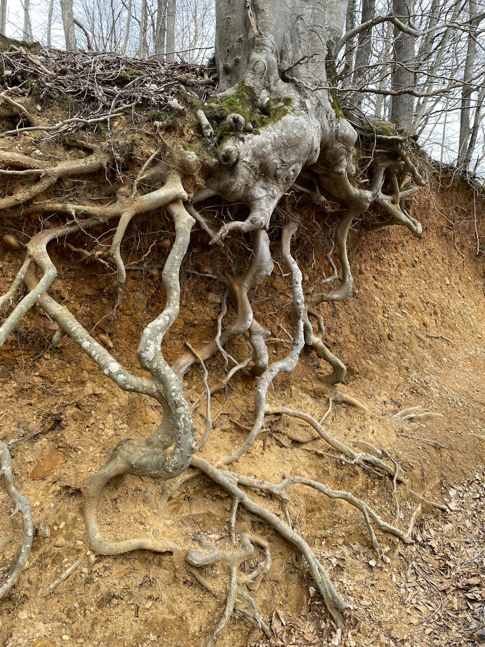 a tree that is growing out of the ground
