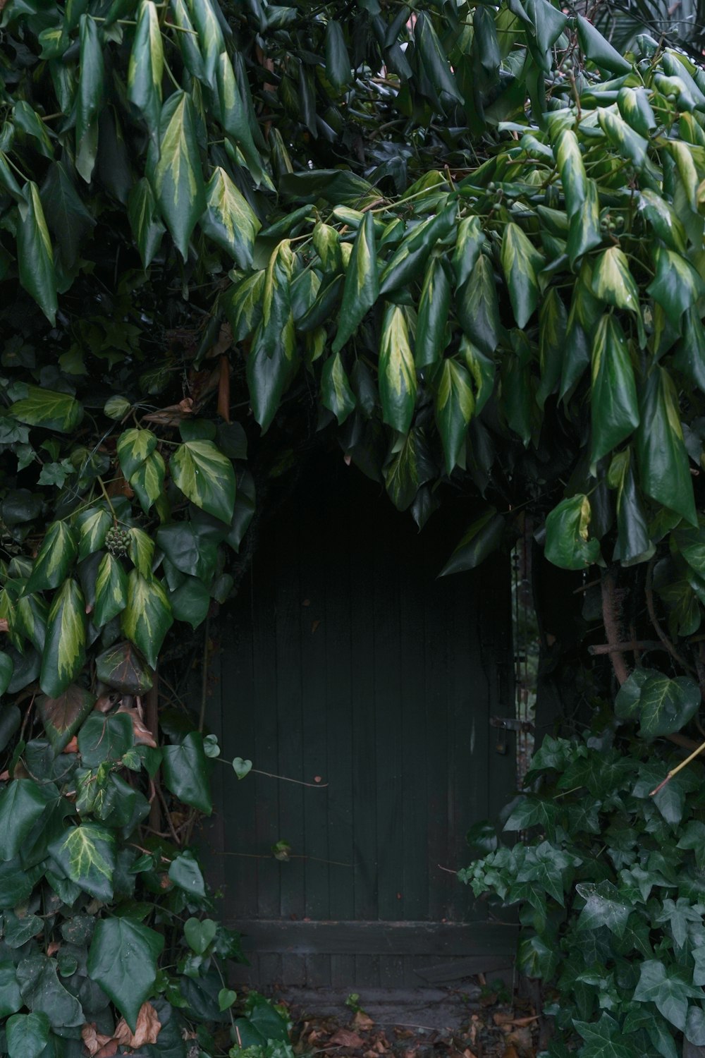 a green door surrounded by lots of green leaves