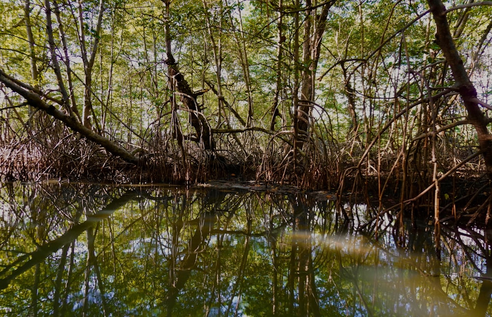 a body of water surrounded by trees and bushes