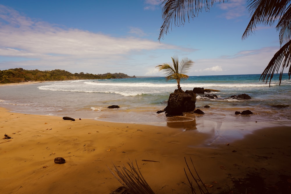 a palm tree sitting on top of a sandy beach