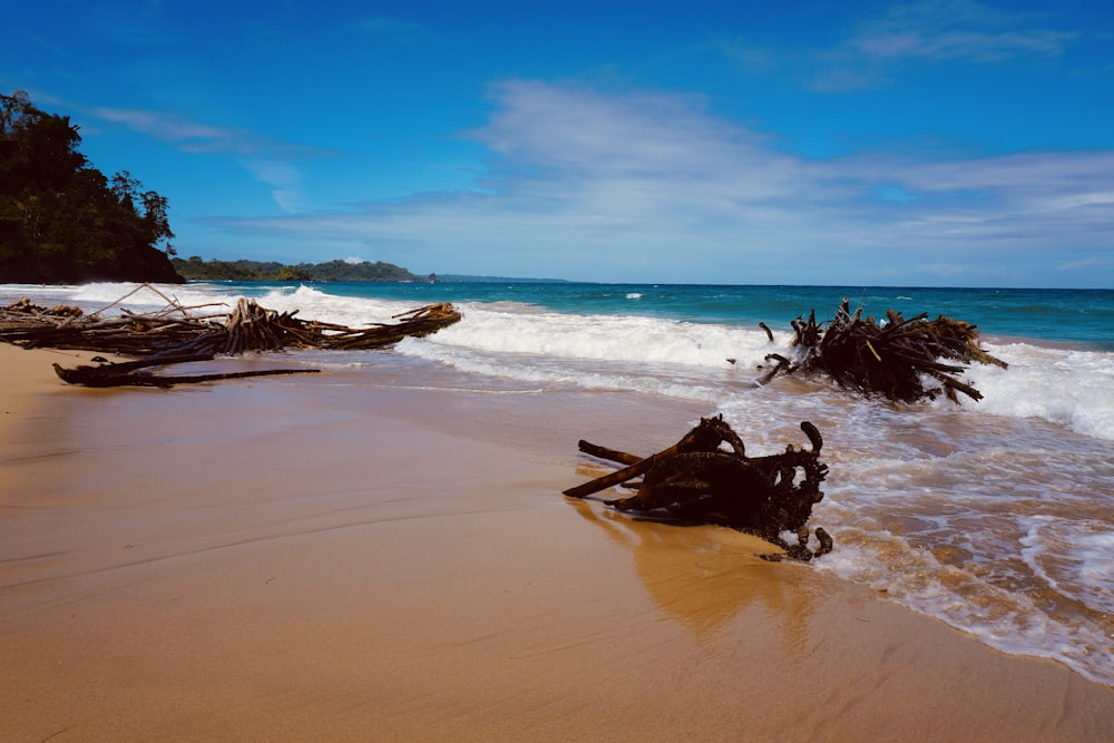 uma praia que tem um monte de troncos sobre ele