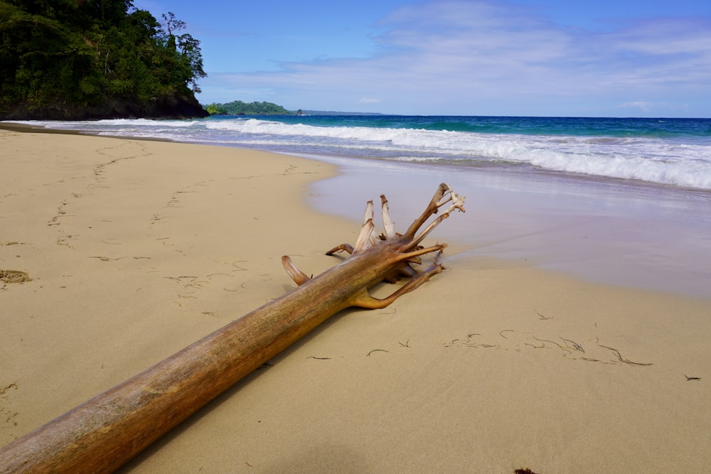 a log laying on a beach next to the ocean