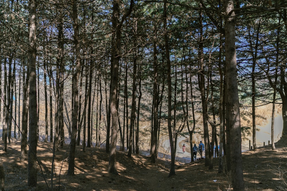 Un gruppo di persone che camminano attraverso una foresta