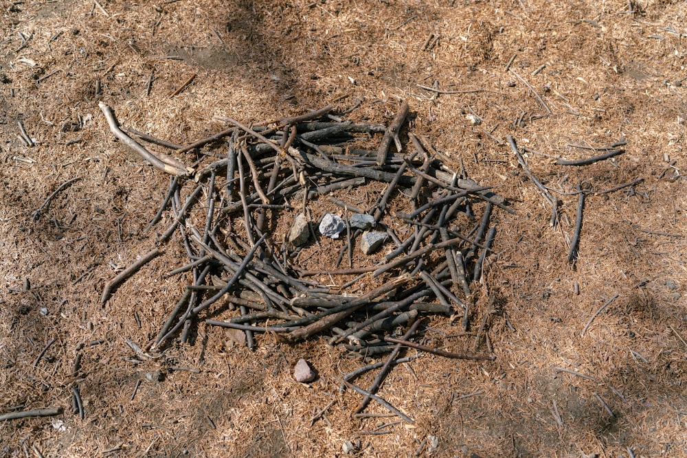 a pile of sticks and a bird's nest on the ground