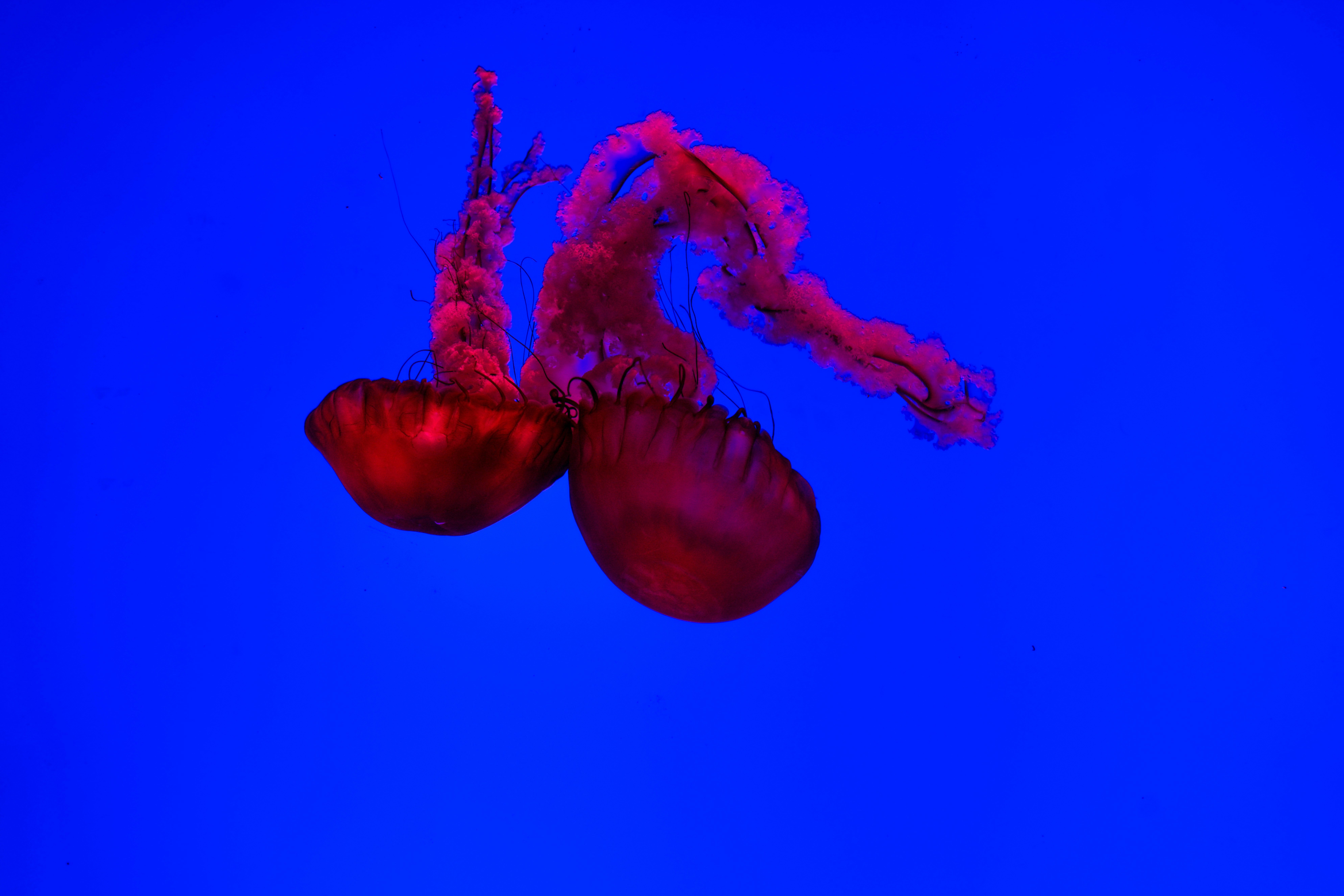 a red jellyfish floating in a deep blue water