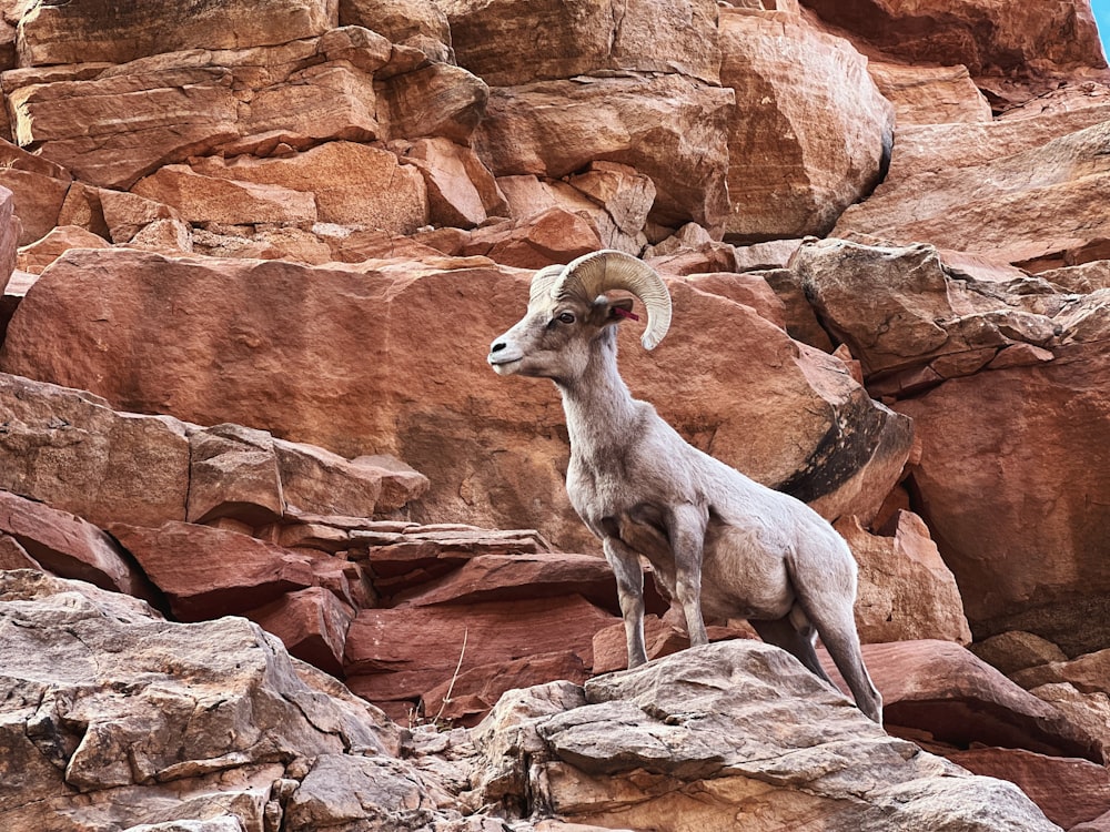 a ram standing on top of a rocky hillside