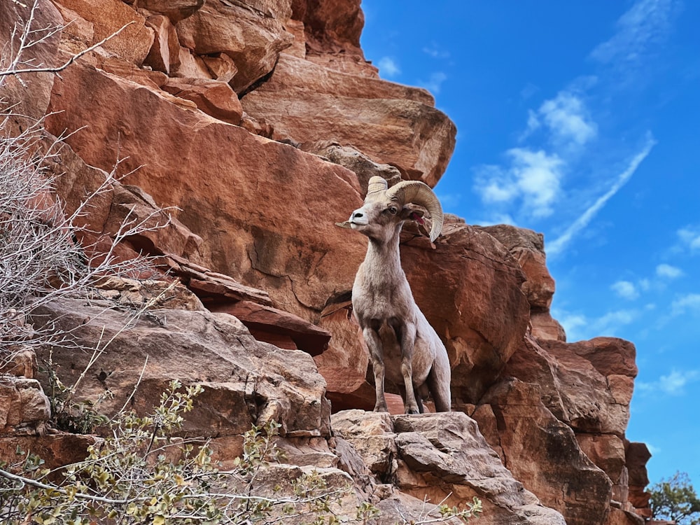 Una capra di montagna in piedi sulla cima di una scogliera rocciosa