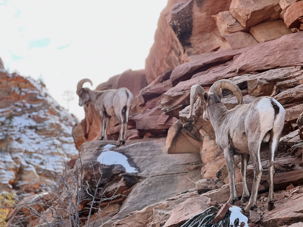 a couple of goats standing on top of a rocky hillside