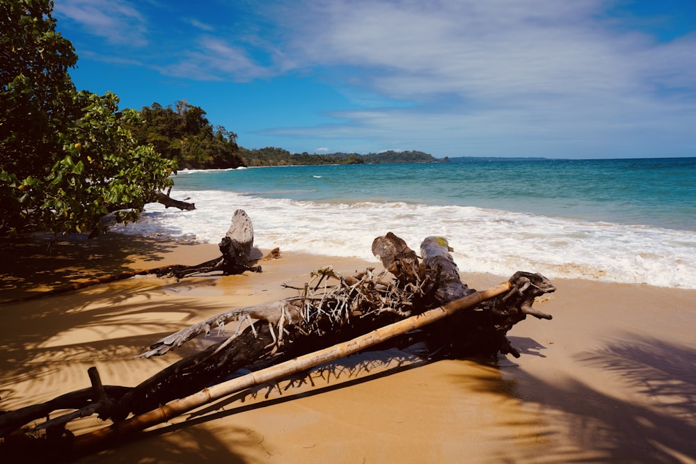 a fallen tree on a beach next to the ocean