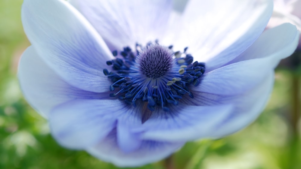 Un primer plano de una flor azul en un campo