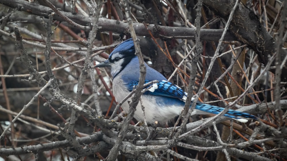 a blue and white bird sitting on a tree branch