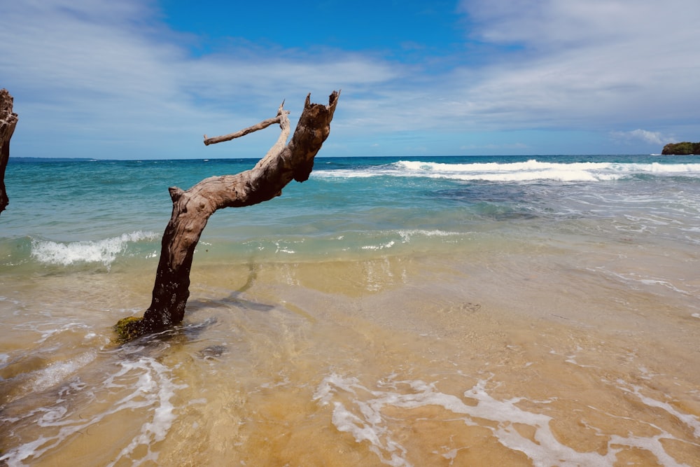 a tree branch sticking out of the water at the beach
