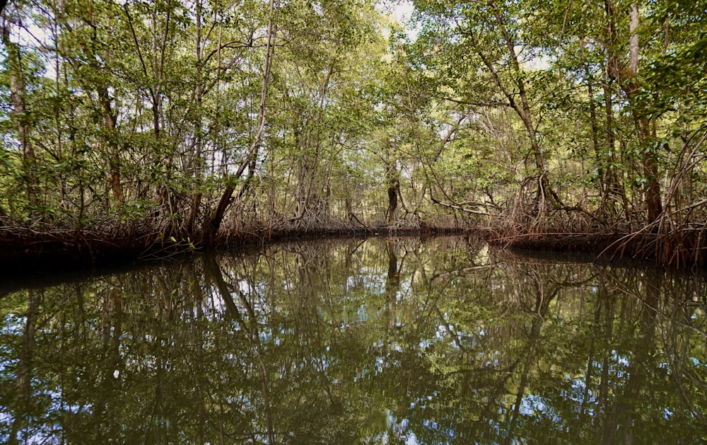 a body of water surrounded by trees and bushes