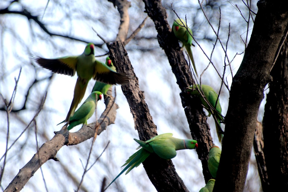 a flock of green birds sitting on top of a tree