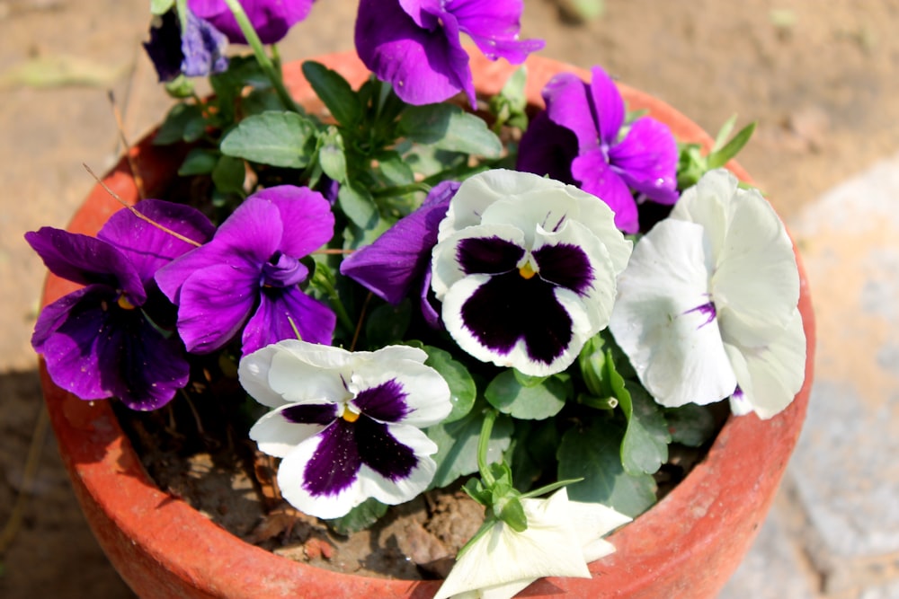 purple and white pansies in a clay pot