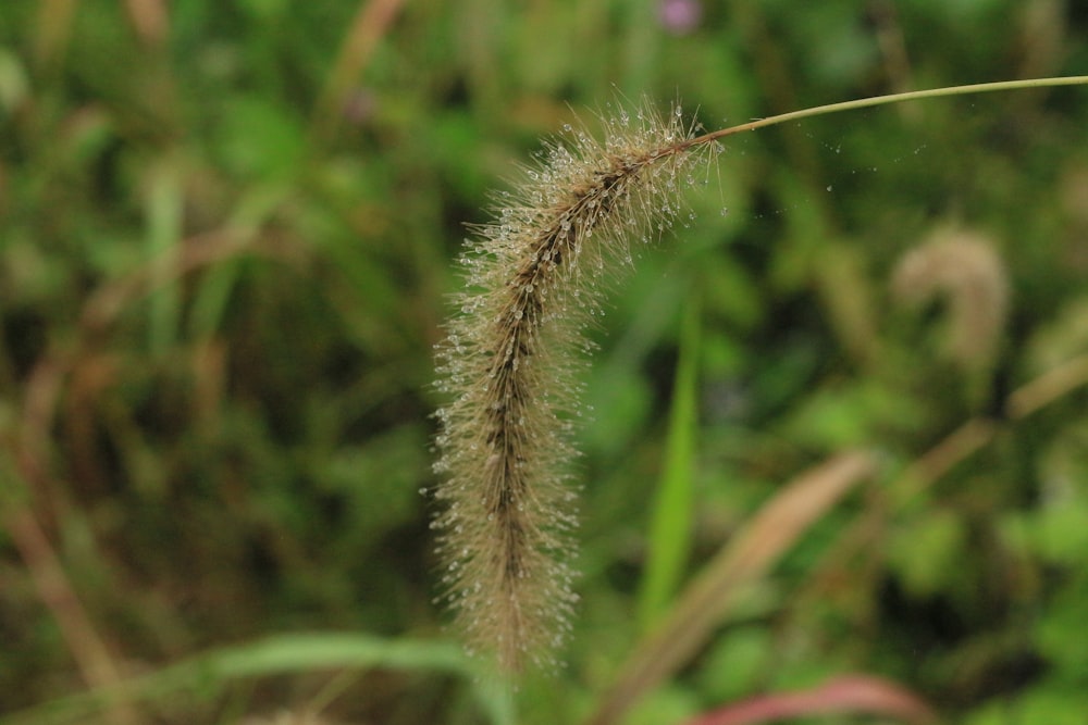 a close up of a plant with a blurry background