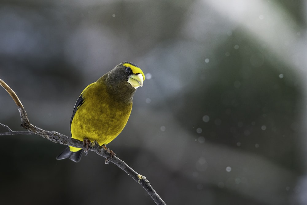 a yellow and gray bird sitting on a branch