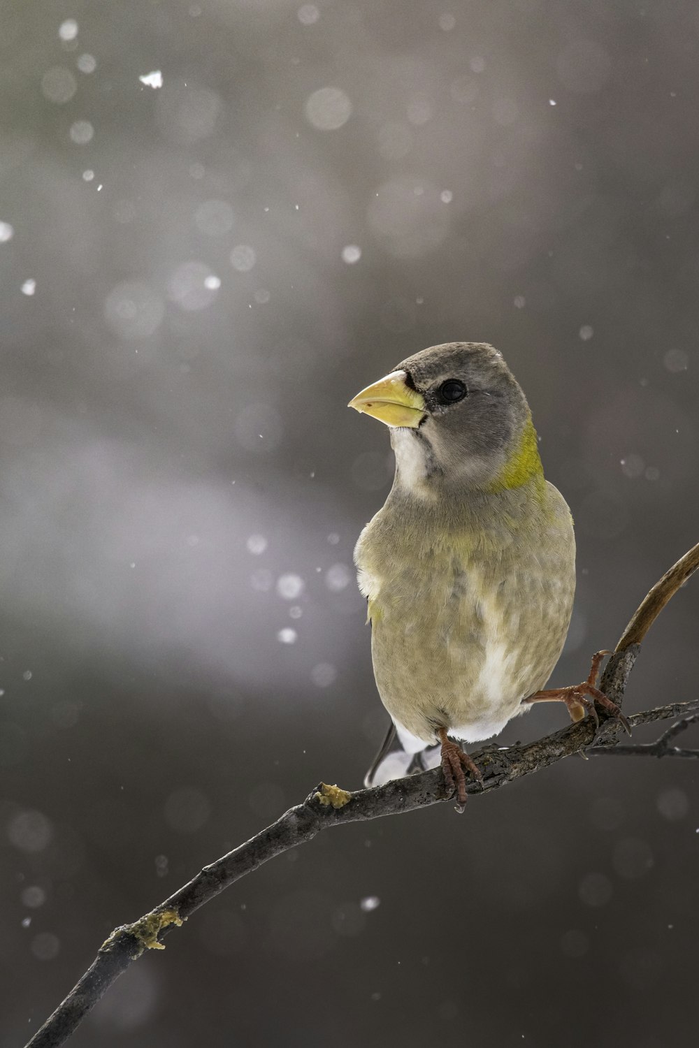 a bird sitting on a branch in the snow