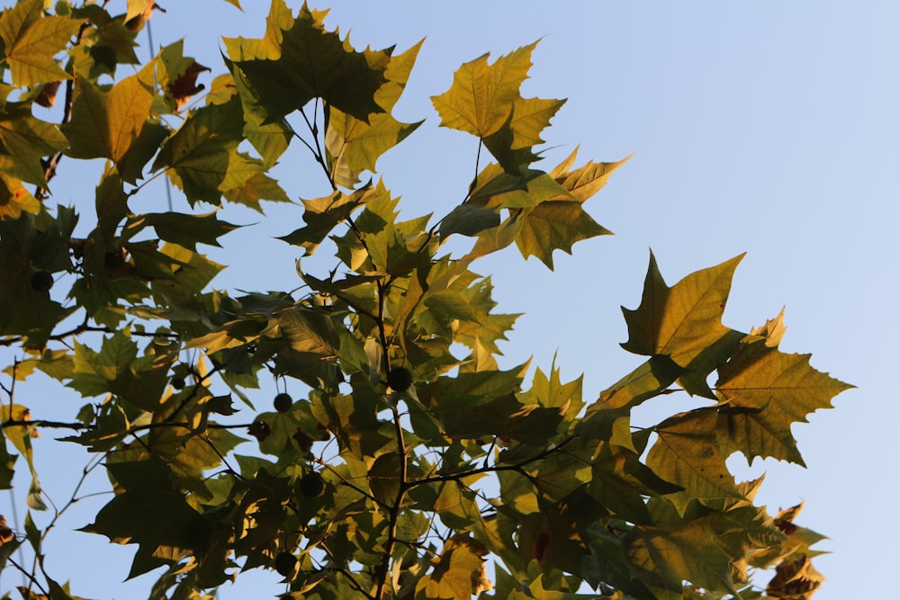 the leaves of a tree against a blue sky