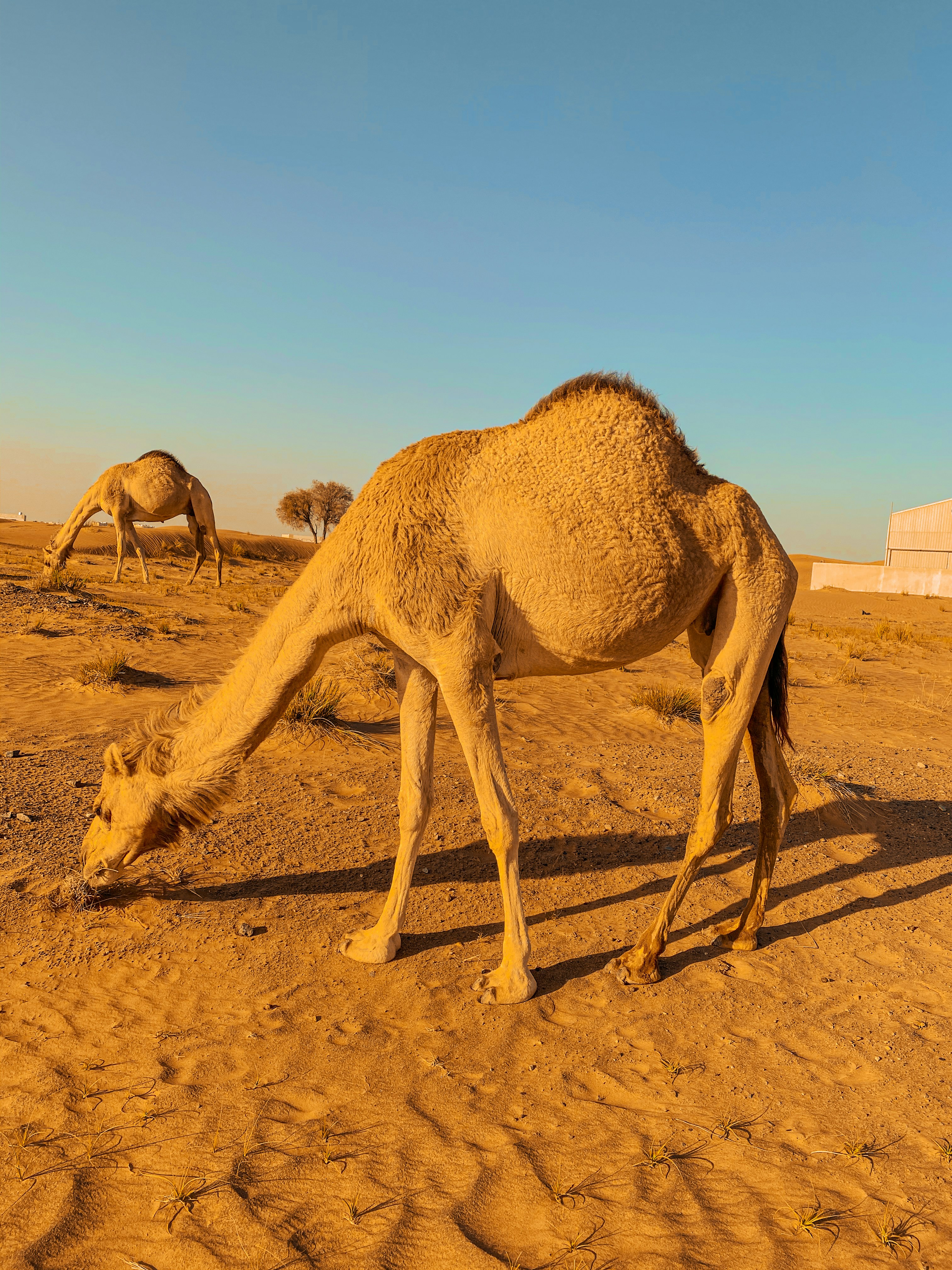 a camel grazing in the middle of a desert